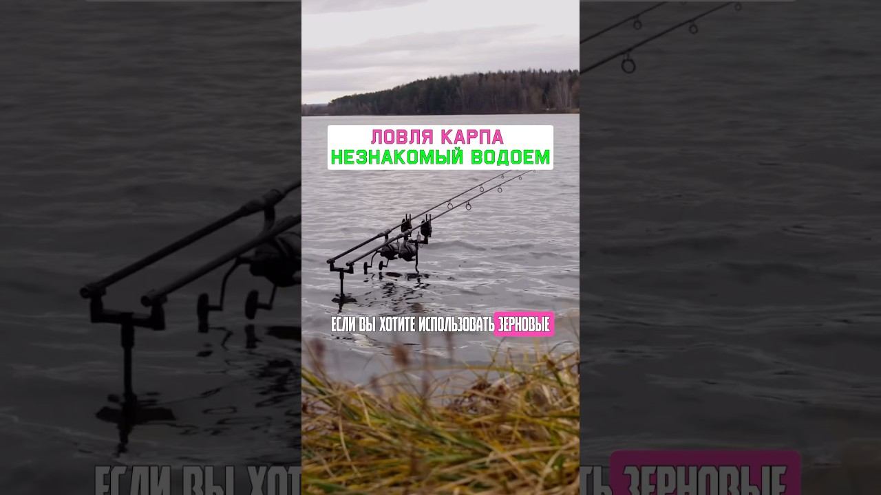 Как поймать МНОГО КАРПА? Карпфишинг 2025 смотреть онлайн