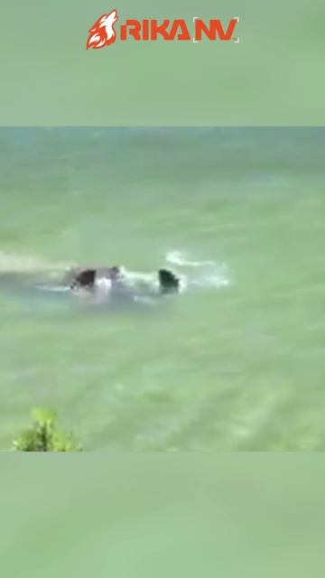 RikaNV познавательное: лоси — прирождённые дайверы смотреть онлайн