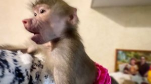 Люся не собирается делиться дынькой и манго НИ С КЕМ, даже с Ангелиной и превращается в злую собачку