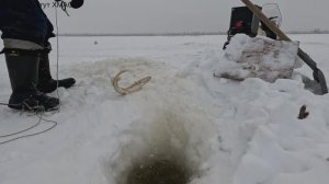 Проверка удочек. 48 день.