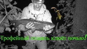 Трофейный голавль на лягушку! #клёвыйкадр #ночнаярыбалка #трофей #голавль #рыбалканадонку #лягушка