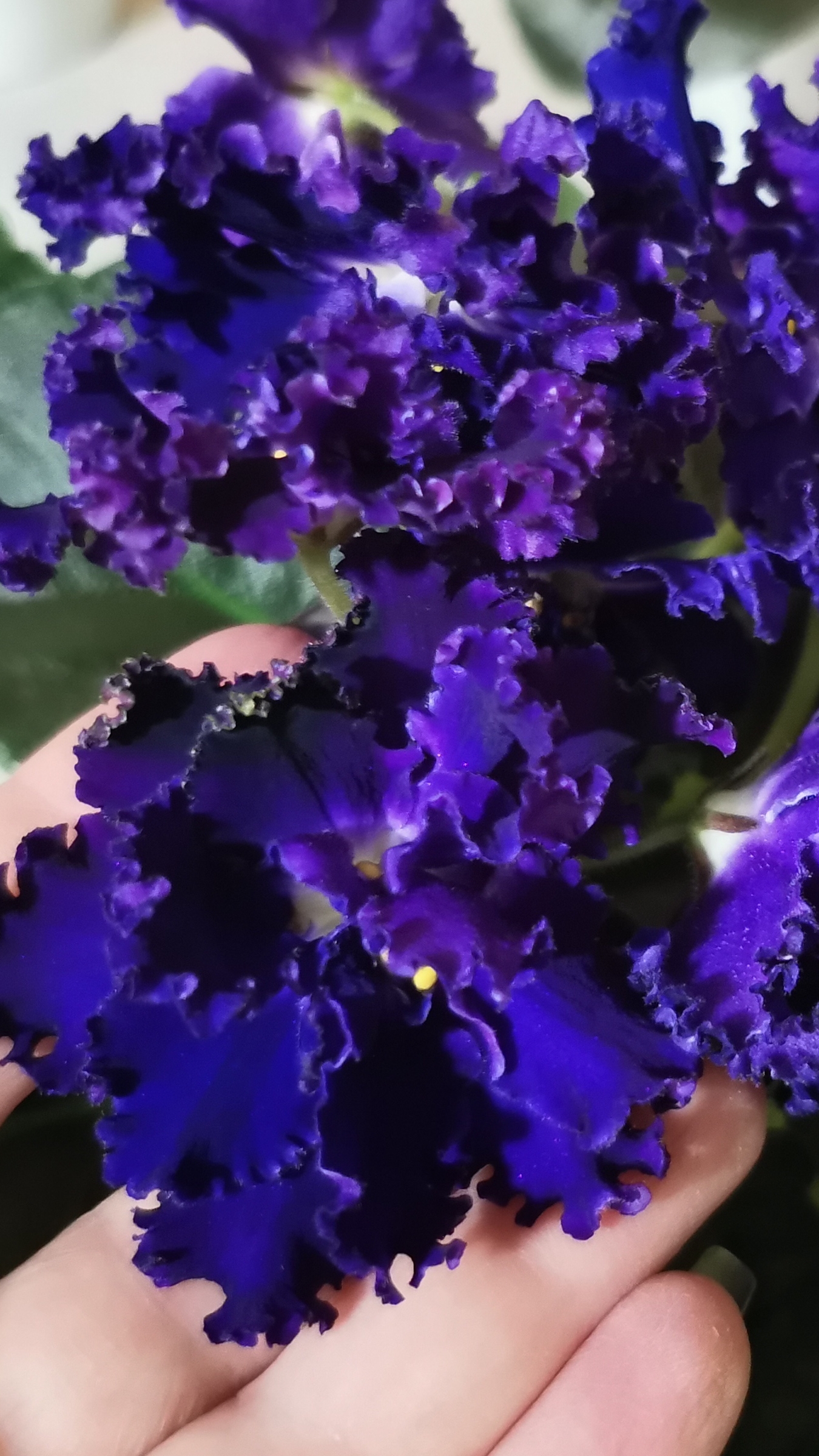 Фиалки (сенполии) под музыку. смотреть онлайн