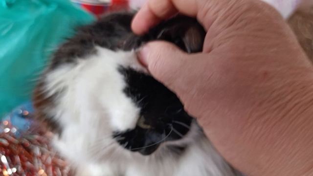 Доброе утро Игрульки смотреть онлайн