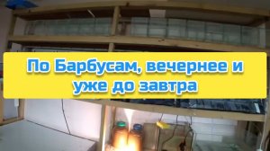 По Барбусам, вечернее и уже до завтра