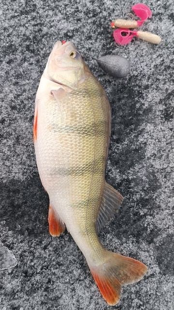 окунь сегодня смотреть онлайн