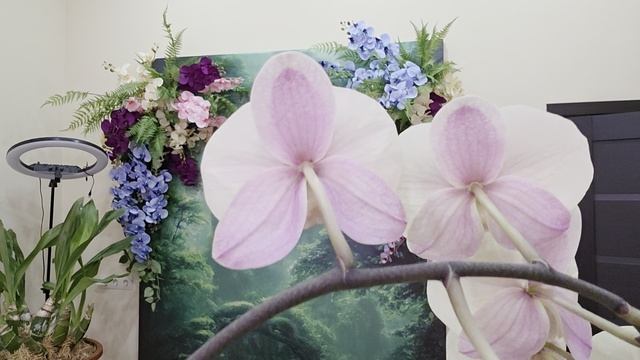 955 смотреть онлайн