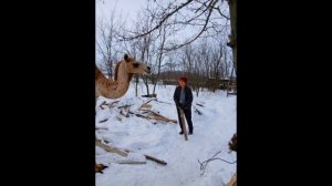 ПРИШЕЛ МОЙ КОНЬ