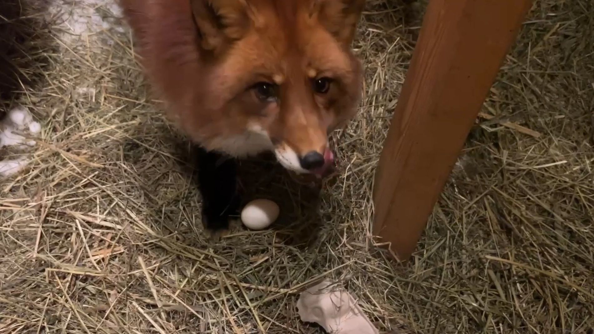 Лиса-Алиса. Откуда у лиса взялось куриное яйцо смотреть онлайн