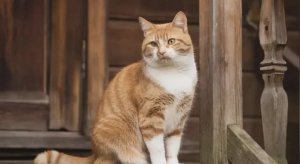 Сказочные истории про кота Лютика. Кот и лисица. Сказка для детей и взрослых.