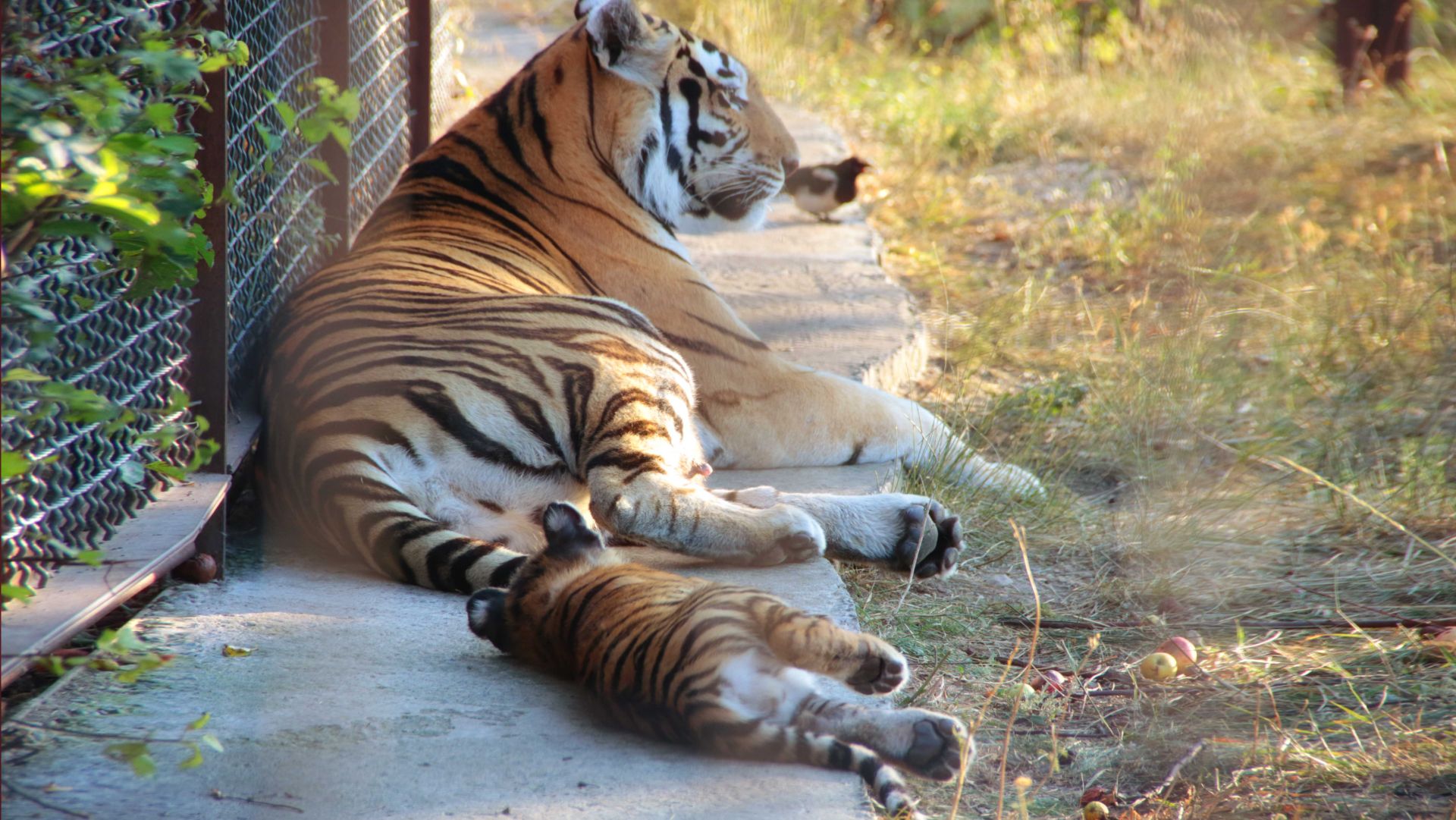 ТИГРИЦА В ДЕЙСТВИИ! Тигрицы не метят_ Как самка амурского тигра воспитывает тигрят и убегает от них смотреть онлайн