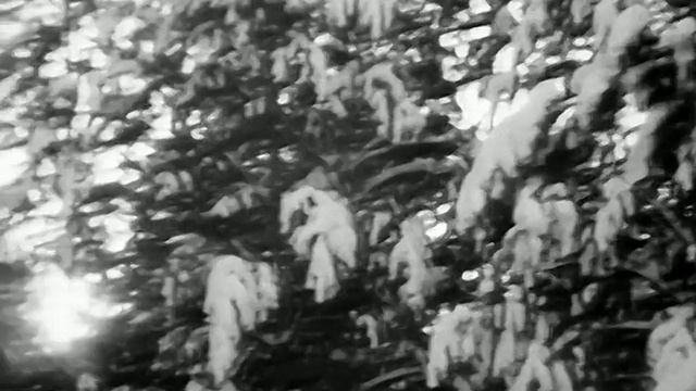 1979 год. Тюменский район. Зимний лес смотреть онлайн