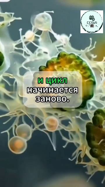 ПРОДУКТ КОТОРЫЙ УБИВАЕТ ЯЙЦА ПАРАЗИТОВ В ОРГАНИЗМЕ смотреть онлайн