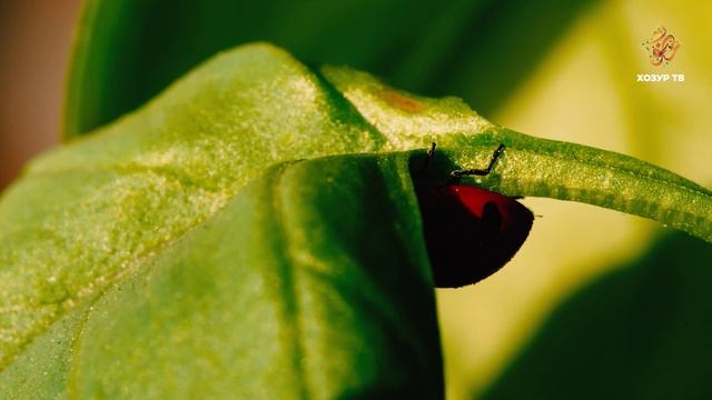 Иң популяр бөҗәк | Гаҗәеп дөнья серләре. Бөҗәкләр дөньясы смотреть онлайн