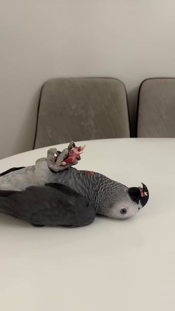 Попугай жако лежит на спине и кушает колбасу. смотреть онлайн