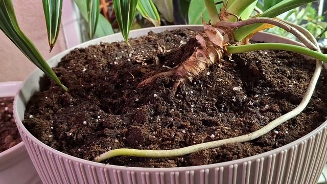 Меняю горшки смотреть онлайн