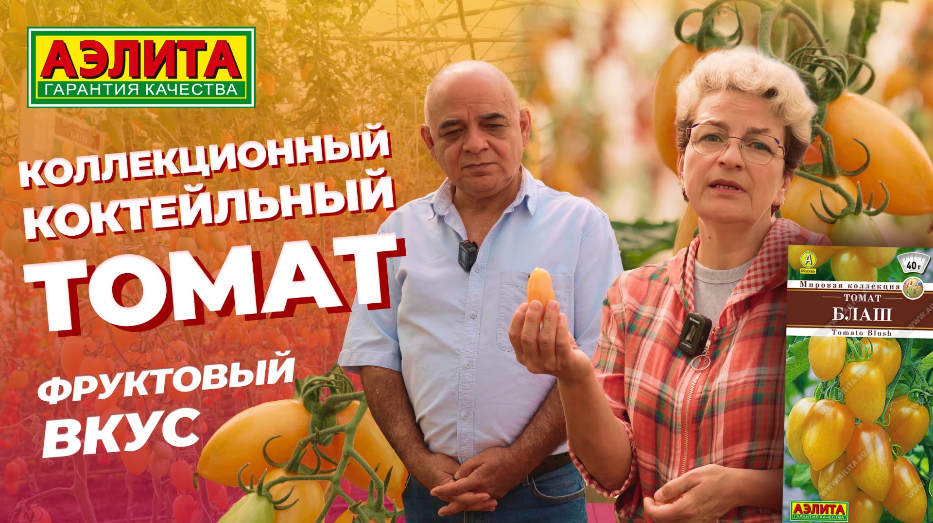 Коллекционный коктейльный сорт томата БЛАШ - неприхотлив к погодным условиям! смотреть онлайн