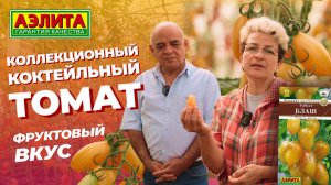 Коллекционный коктейльный сорт томата БЛАШ - неприхотлив к погодным условиям!