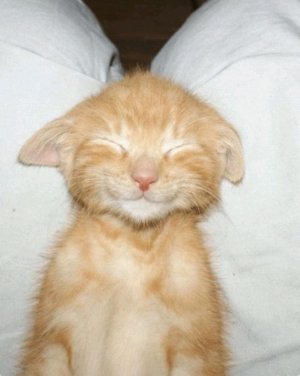 Даша🐾подписывался на мой тг канал в описании💯