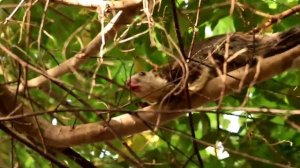 Шри-Ланка. Национальный парк Яла.