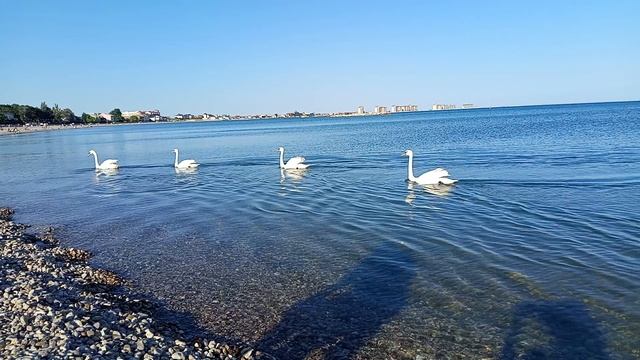 Лебеди смотреть онлайн