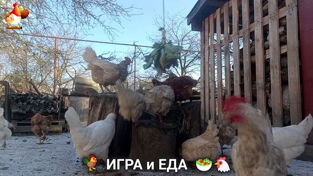 Кормление кур овощами и фруктами для зарядки и от скуки 🥗🐓🤗 (50) смотреть онлайн