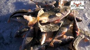 Ловля окуня зимой на блесну