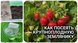Мой способ: посей клубнику зимой и получи сладкую ягоду летом 🍓