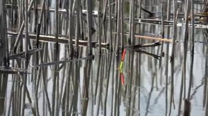 РУКИ ТРЯСУТСЯ! ОН ТАЩИТ В КАМЫШ! Сазан и карась на донки и поплавок. Рыбалка на