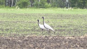 Красная книга Омской области.Журавль красавка.