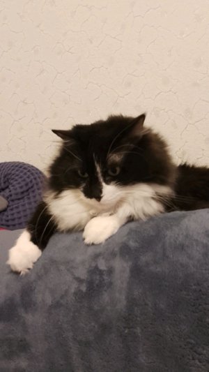 просто стрим)