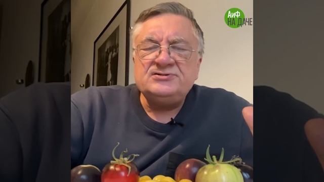 Головная боль дачников. Садовод Туманов назвал сорта томатов, устойчивых к фитофторе смотреть онлайн