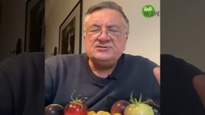 Головная боль дачников. Садовод Туманов назвал сорта томатов, устойчивых к фитофторе