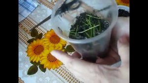 2170. Обязательная стрижка.