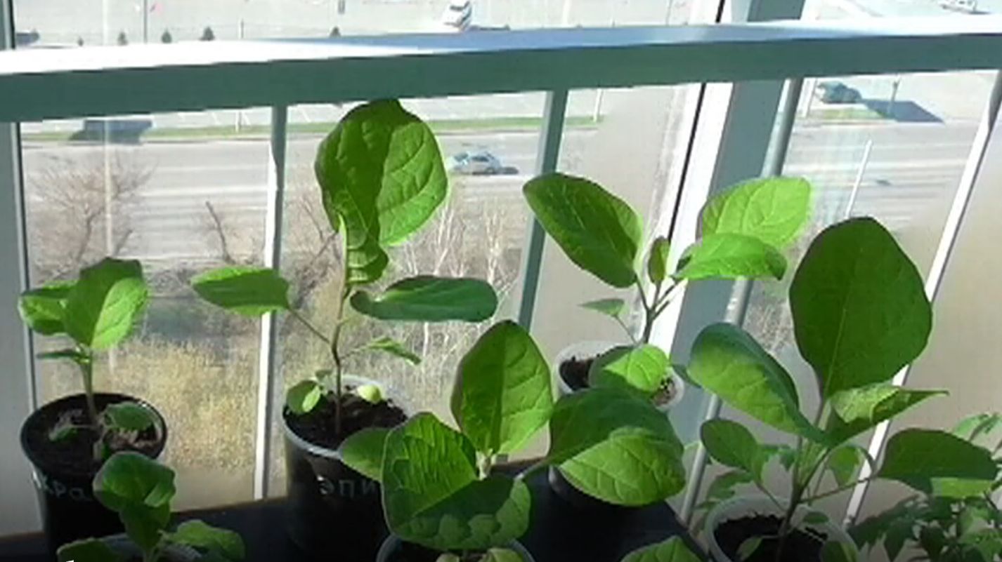 Выращивание рассады баклажанов смотреть онлайн