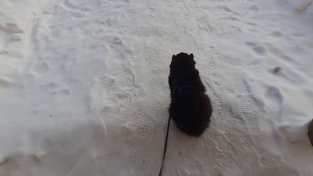 Мороз уже достал.