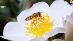 Новый мир 4 чассть