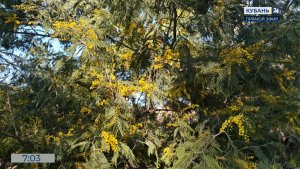 В Сочинском дендрарии начался сезон цветения мимозы