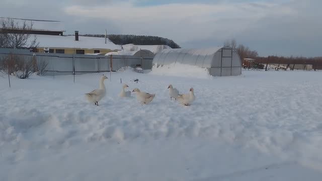 Жизнь в Деревне. Хроника дня. смотреть онлайн