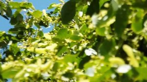 Срок вывоза пчёл на липу