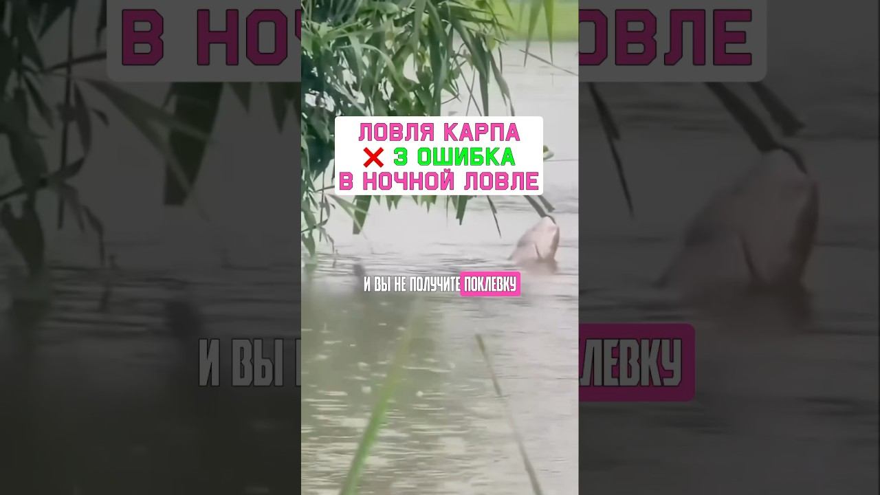 Как ловить МНОГО карпа ночью? Карпфишинг 2025 смотреть онлайн