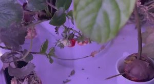 Гидропоника  - пока все нравится, хотя есть и свои нюансы.