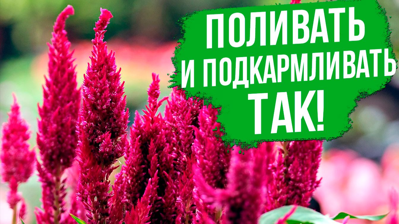 Как вырастить целозию? Полив и подкормки целозии. смотреть онлайн