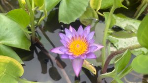 Убуд, до свиданья!