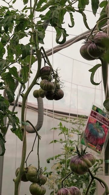 Сорт из мировой коллекции! смотреть онлайн