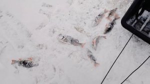 Не поймал я ни.. я. Спасибо за науку, р. Свирь .