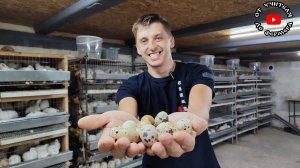 Перепёлки перестали нестись? Расскажу о причинах!