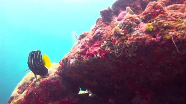 REPLAY LA TERRE VUE DU SPORT - S07 EP10 смотреть онлайн