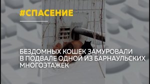 Замурованные заживо: в барнаульской многоэтажке кошек заперли в подвале