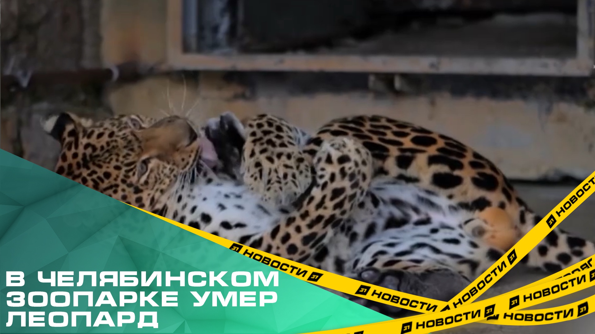 В челябинском зоопарке умер леопард. Ветеринары пытались помочь Амиру. Но спасти животное не удалось смотреть онлайн