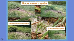 Что увидел барсук после ливня и града. Первое появление лысой наглой собаки 25-27.04.25